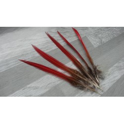 Lot De 10 Plumes - Neuf - Marque Générique - Pour Artisanat Ou Décoration