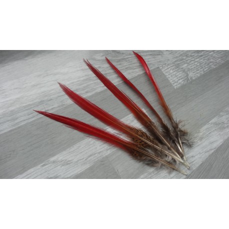 lot 20 plumes faisan doré rouge