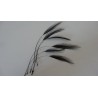 lot de 10 Coq filant teintés noir