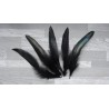 Lot de 10 Plumes de coq naturel de couleur noir pétrole