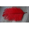 Plumes d'Autruche