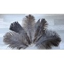 Plumes d'Autruche de 10 à 20cm