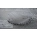 Plumes de duvet d'oie